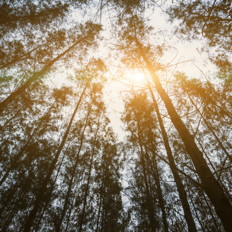 Mindfulness Based Cognitive Therapy – Depressie – Cursus voor professionals
